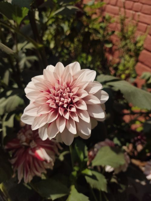 Free Beautiful close-up of blooming dahlia flower in natural sunlight, perfect for garden enthusiasts. Stock Photo