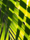 阳光透过绿色棕榈叶，形成抽象阴影的特写镜头