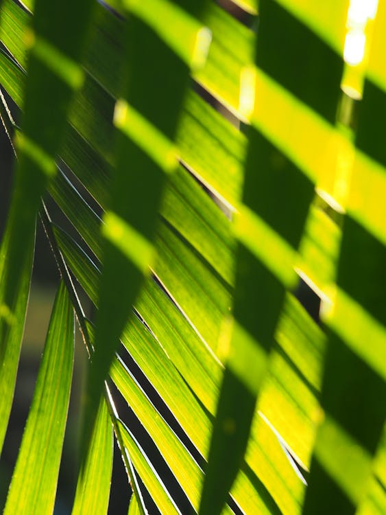 Зеленый лист пальмы