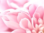 柔和的粉红色大丽花花瓣特写精致，在柔和的背景中展现