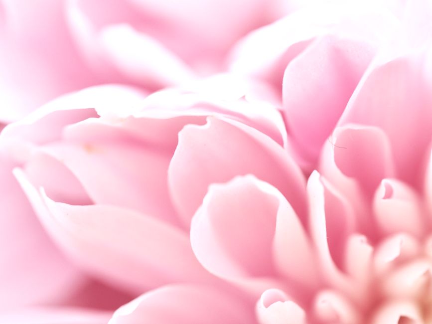 A delicate close-up of soft pink dahlia petals showcasing a pastel background.