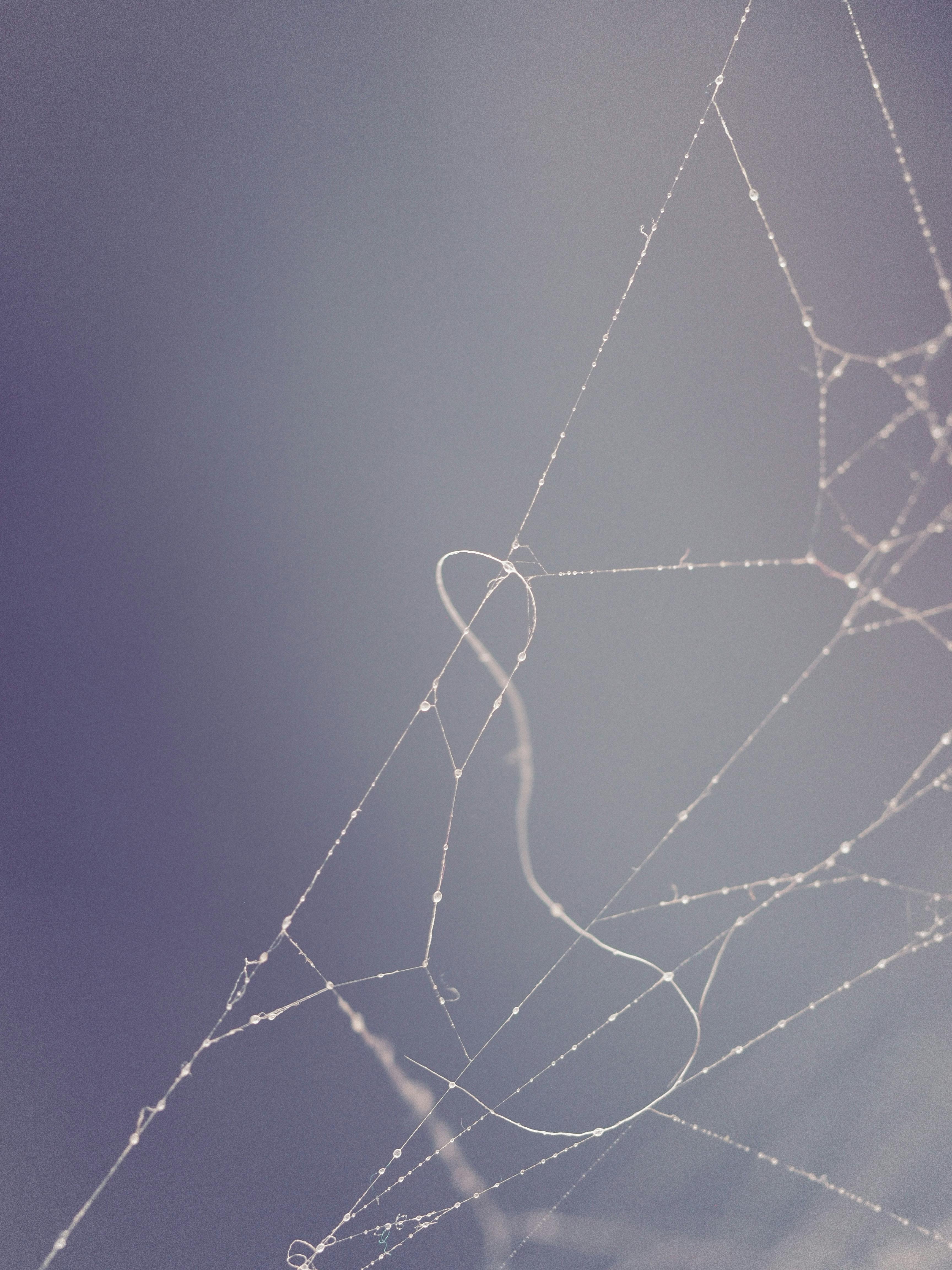 macro photography of spider web