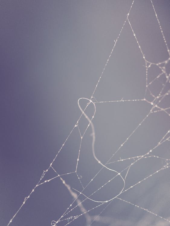 Macro Photography Of Spider Web