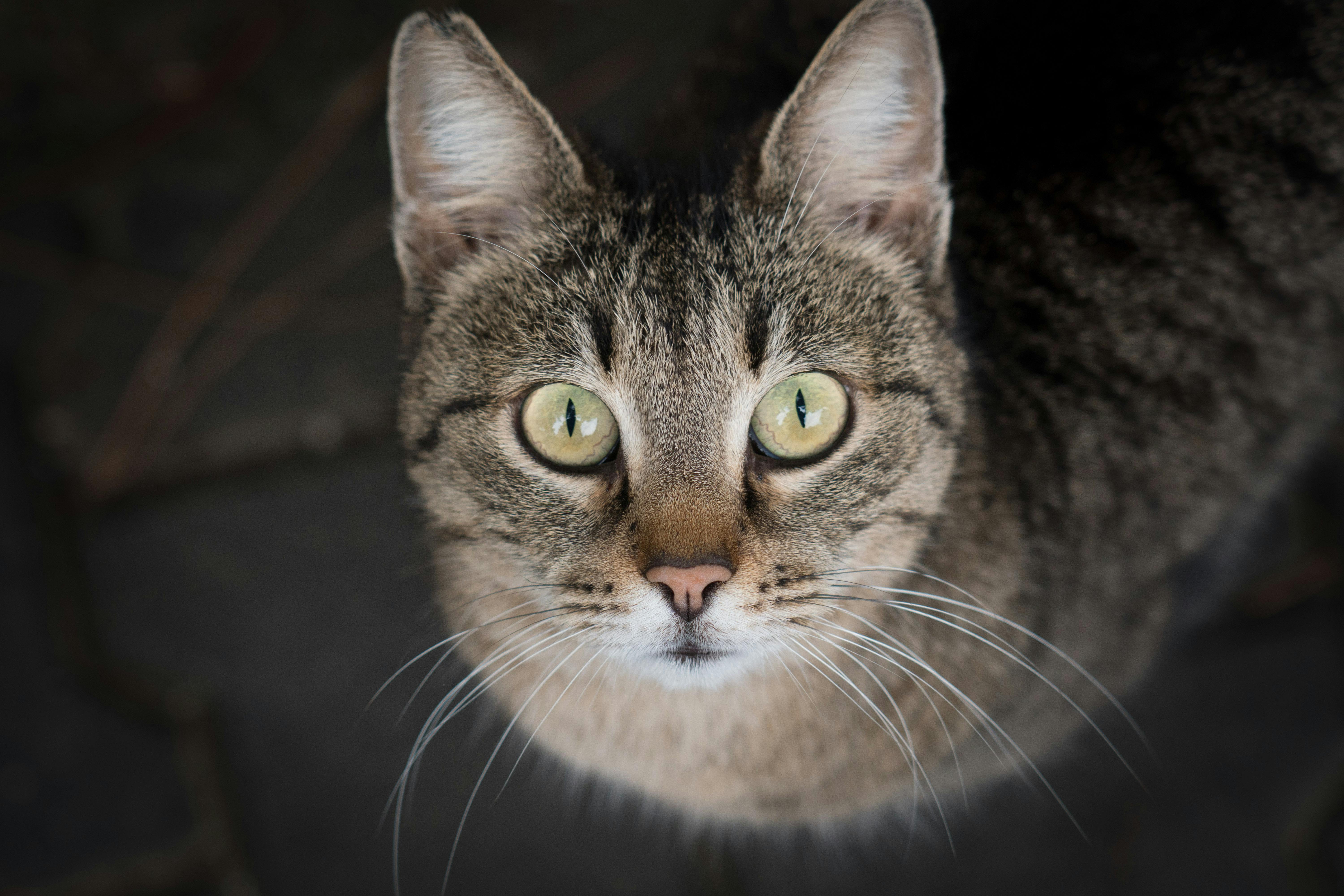 A striking close-up of a domestic cat with piercing green eyes, showcasing its natural beauty and curiosity.