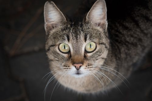 Free A striking close-up of a domestic cat with piercing green eyes, showcasing its natural beauty and curiosity. Stock Photo