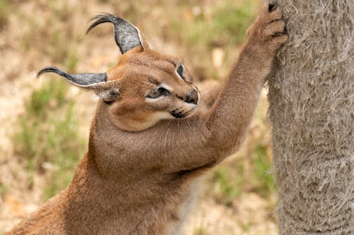Free cougar on Brown Grass Stock Photo
