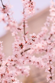 dusty pink cherry blossom