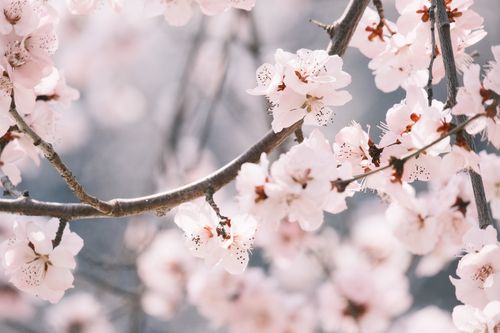 Free Delicate pink cherry blossoms in full bloom on a sunny spring day. Stock Photo