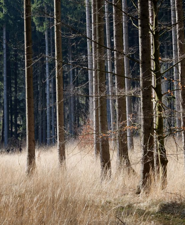 Serene Forest with Tall Pine Trees in Sunlight · Free Stock Photo
