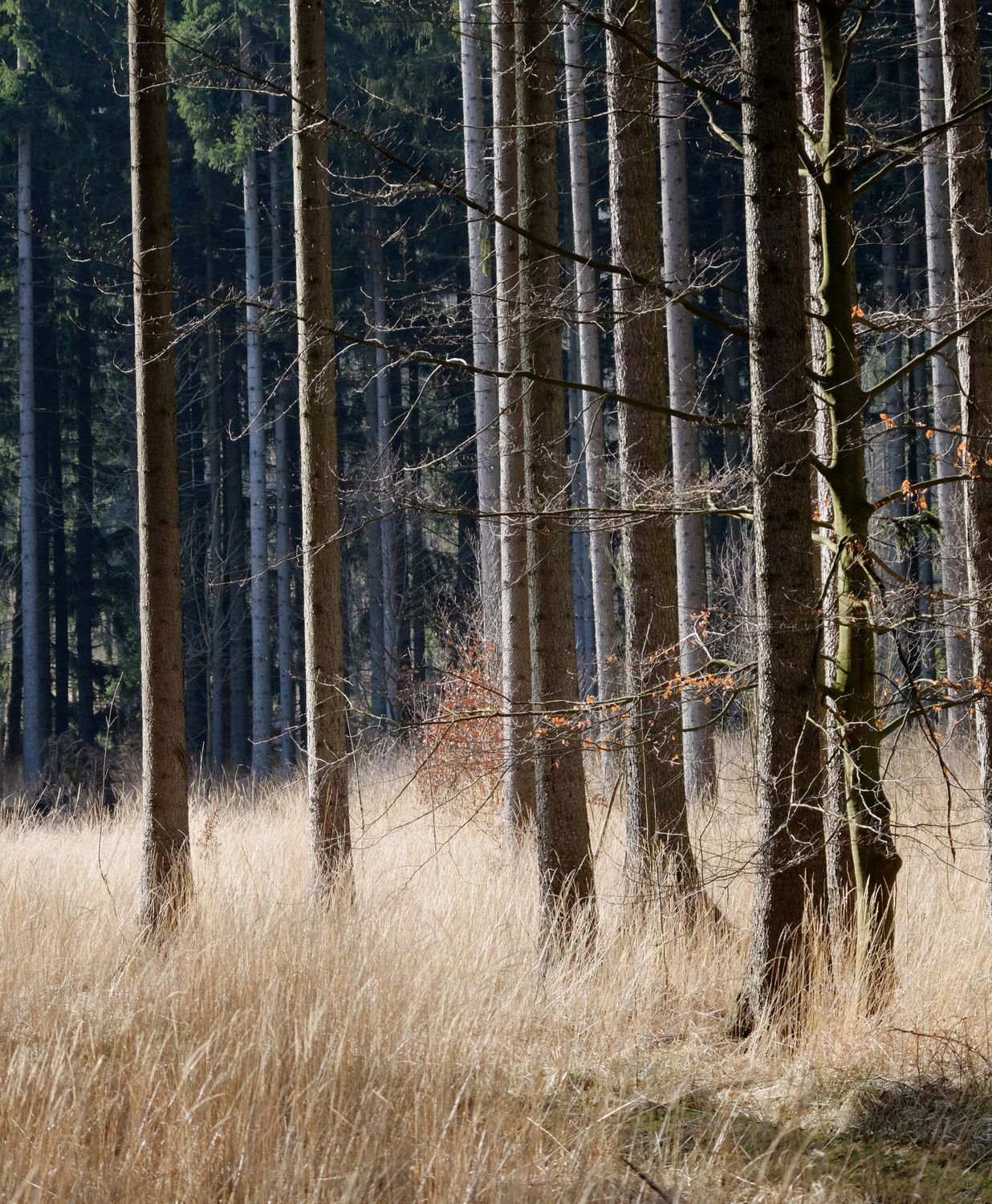 Serene Forest with Tall Pine Trees in Sunlight · Free Stock Photo