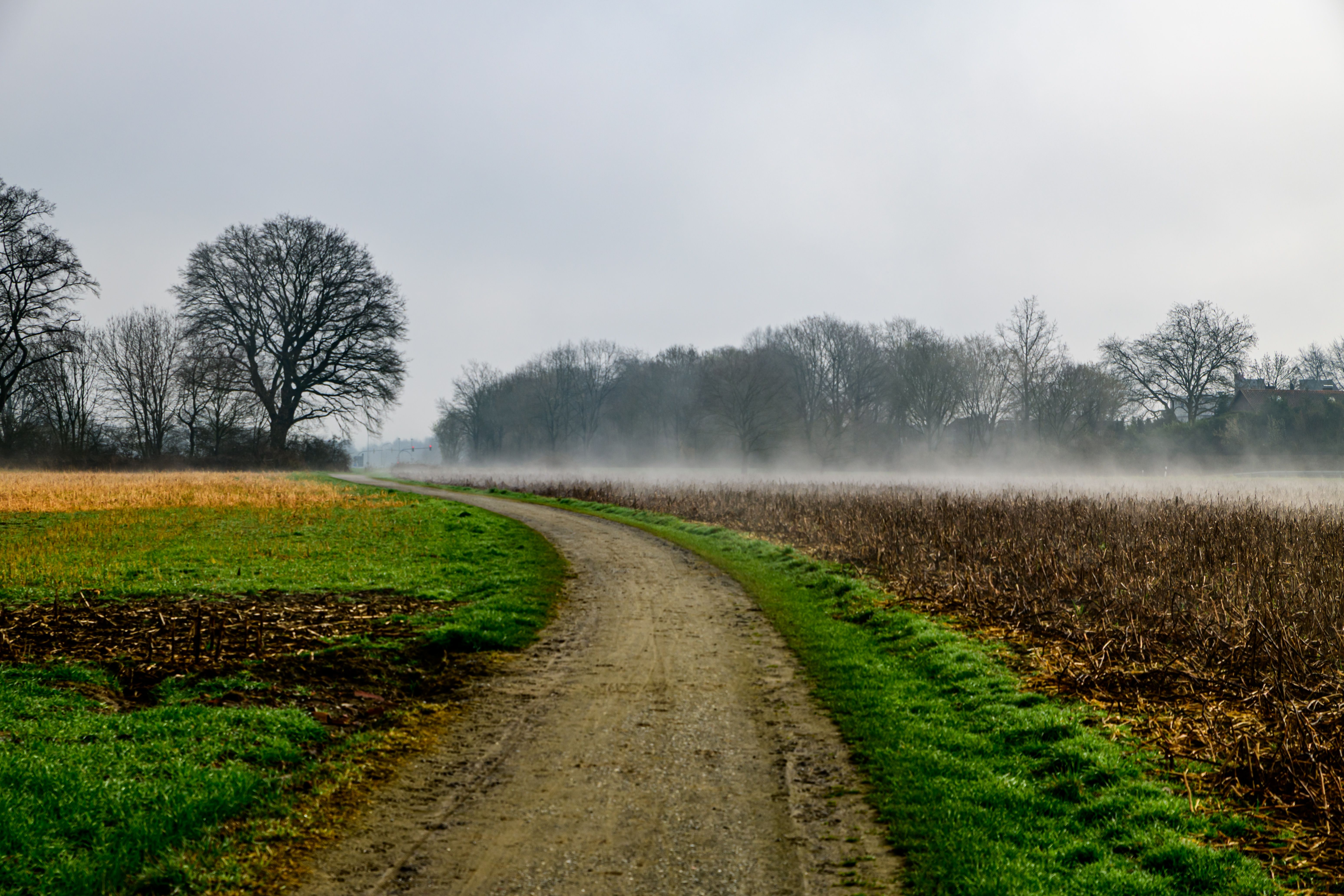 Misty Rural Pathway in Early Spring Landscape · Free Stock Photo
