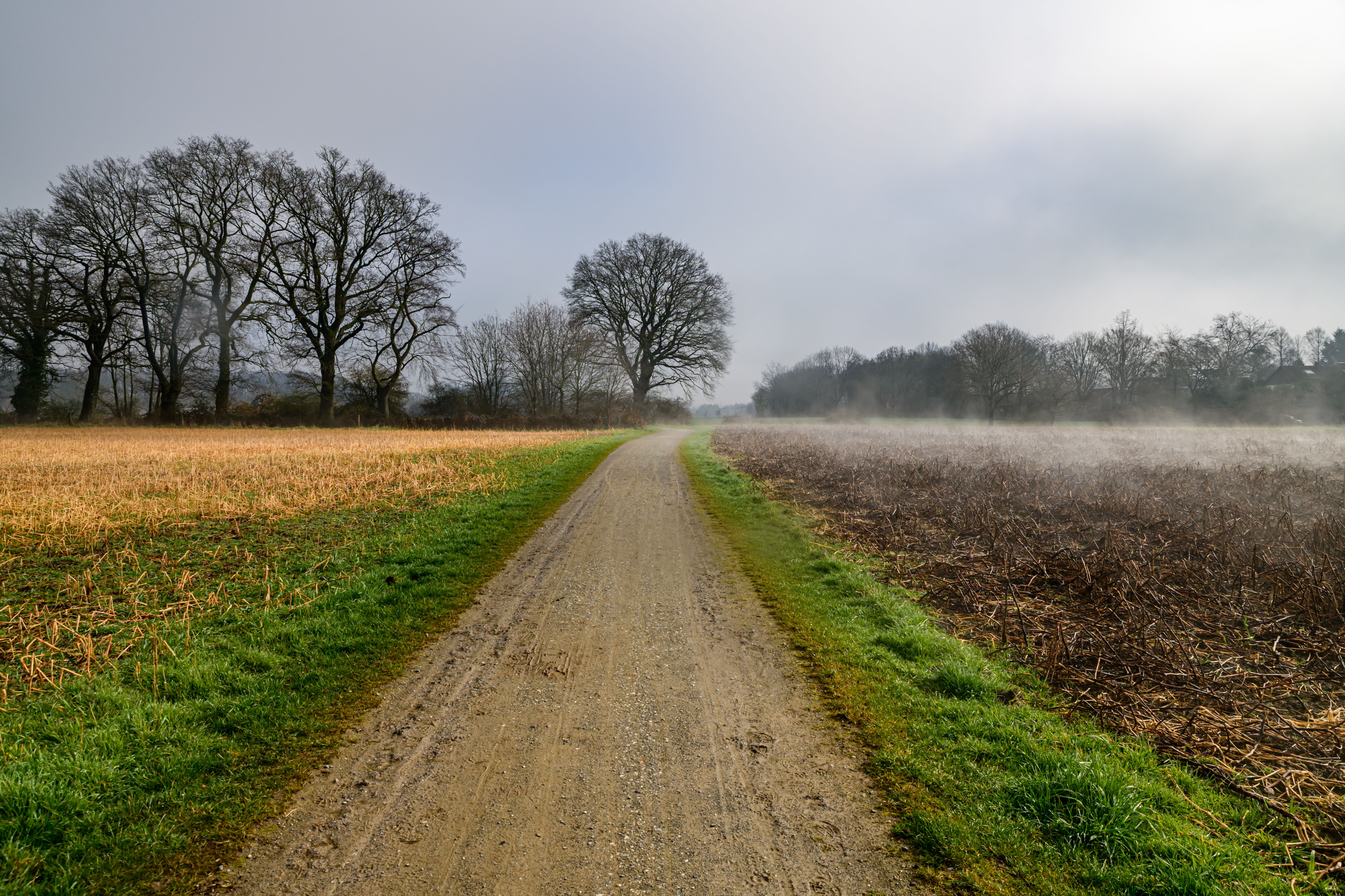 Scenic Rural Pathway in Foggy Coesfeld, Germany · Free Stock Photo