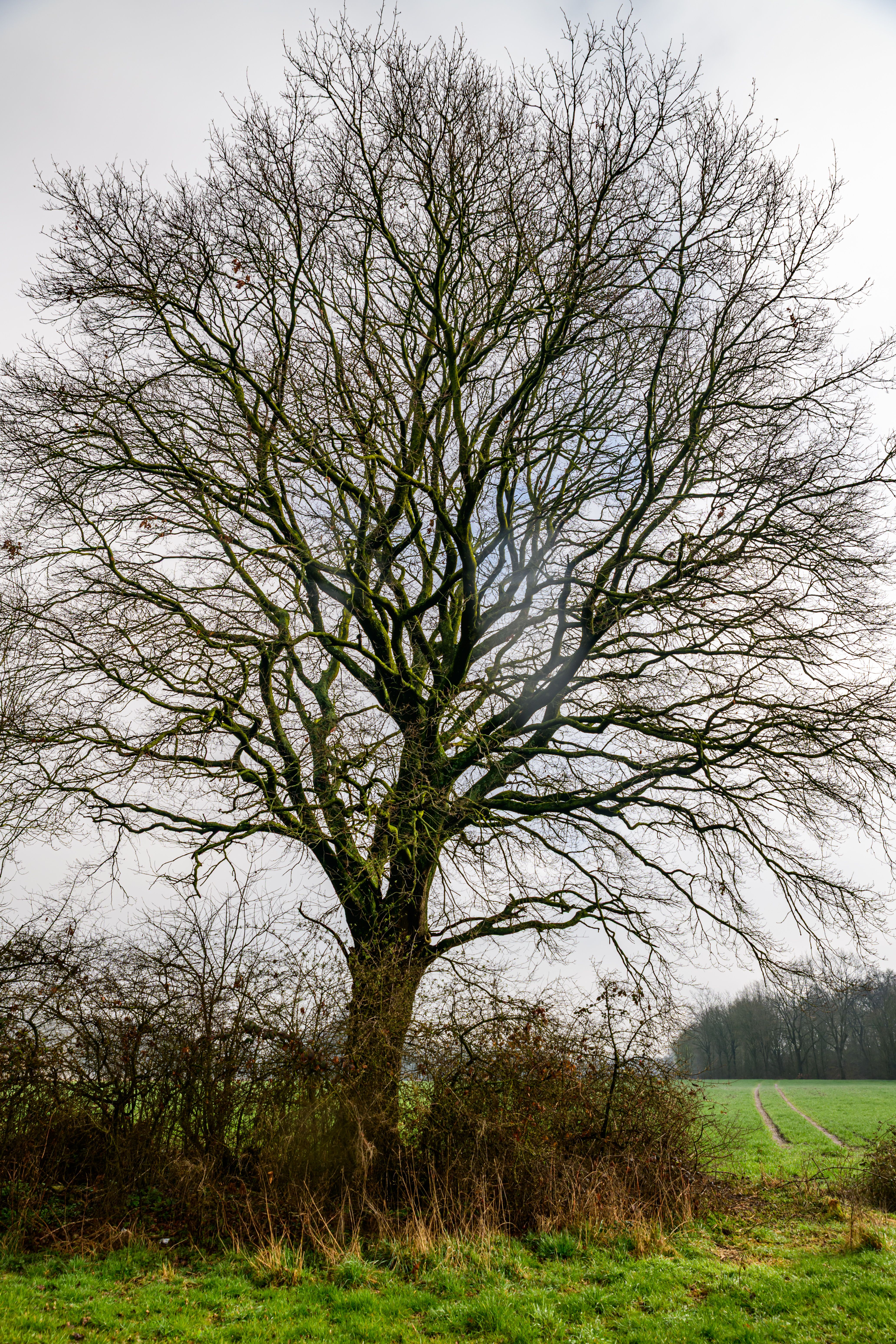 Majestic Oak Tree in Coesfeld Countryside · Free Stock Photo