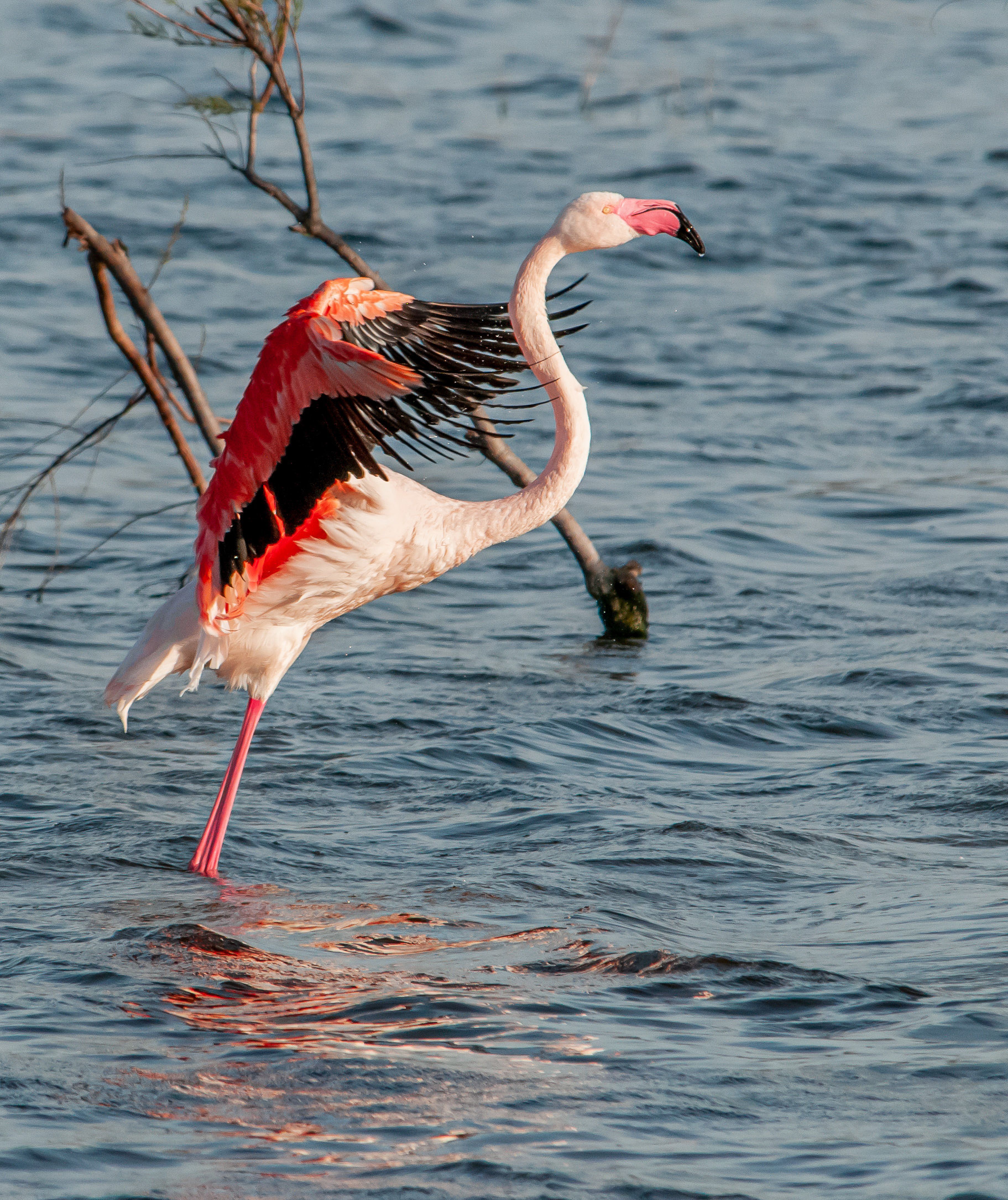 Observer les flamants roses en Camargue à vélo en été : meilleures lagunes - illustration
