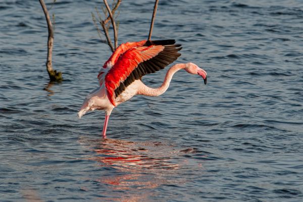 Dakhla flamingos lagoon