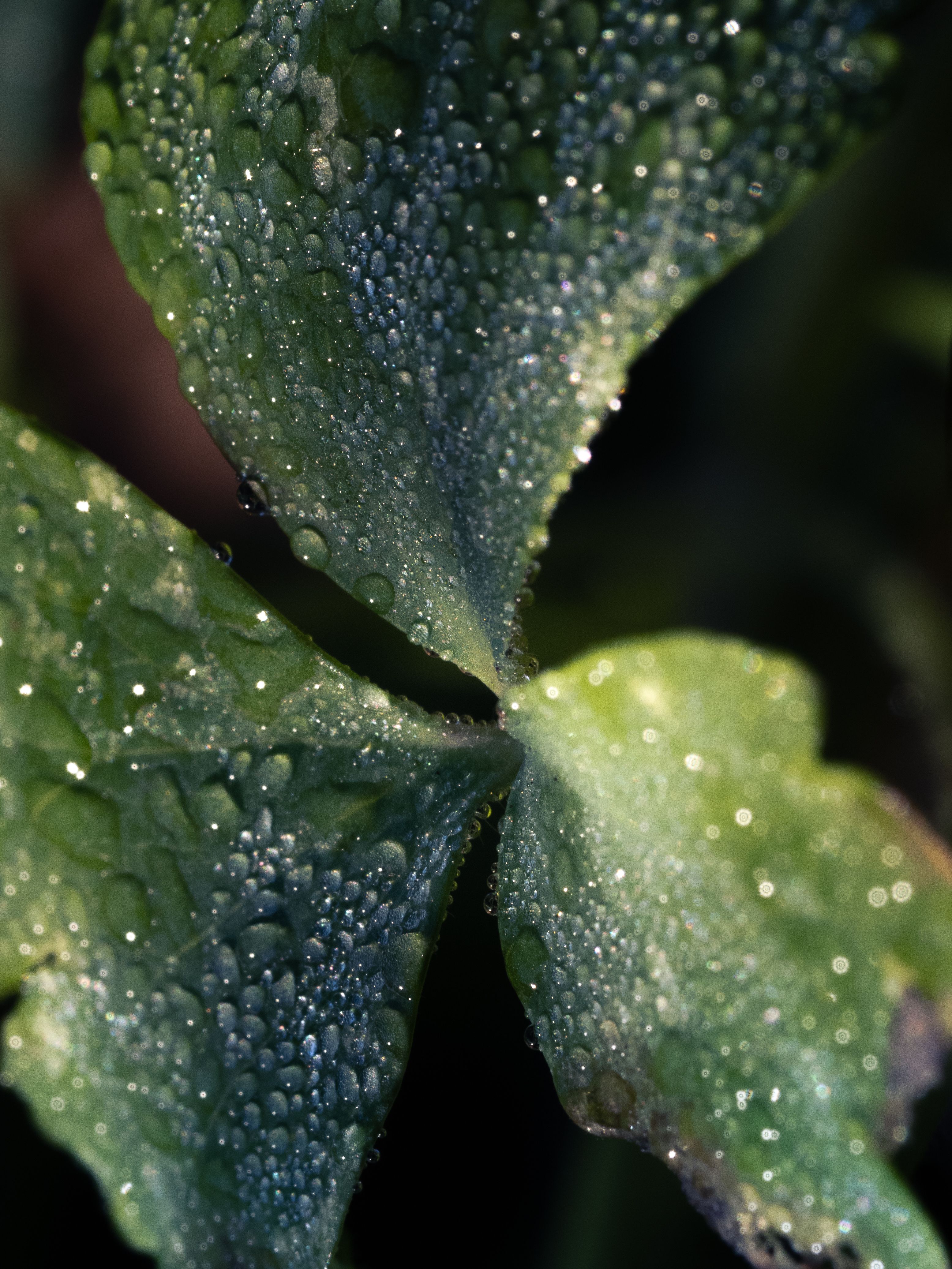 Detailed macro image capturing morning dew droplets on vibrant green leaves in Italy.