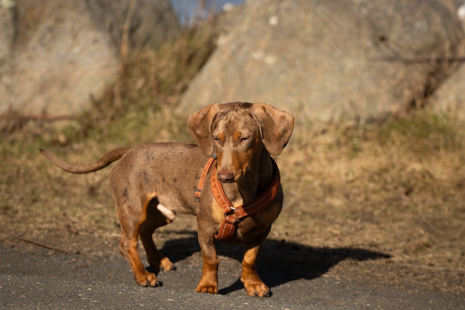 More Than 2,000 Miles From Home: The Improbable Return of Choco