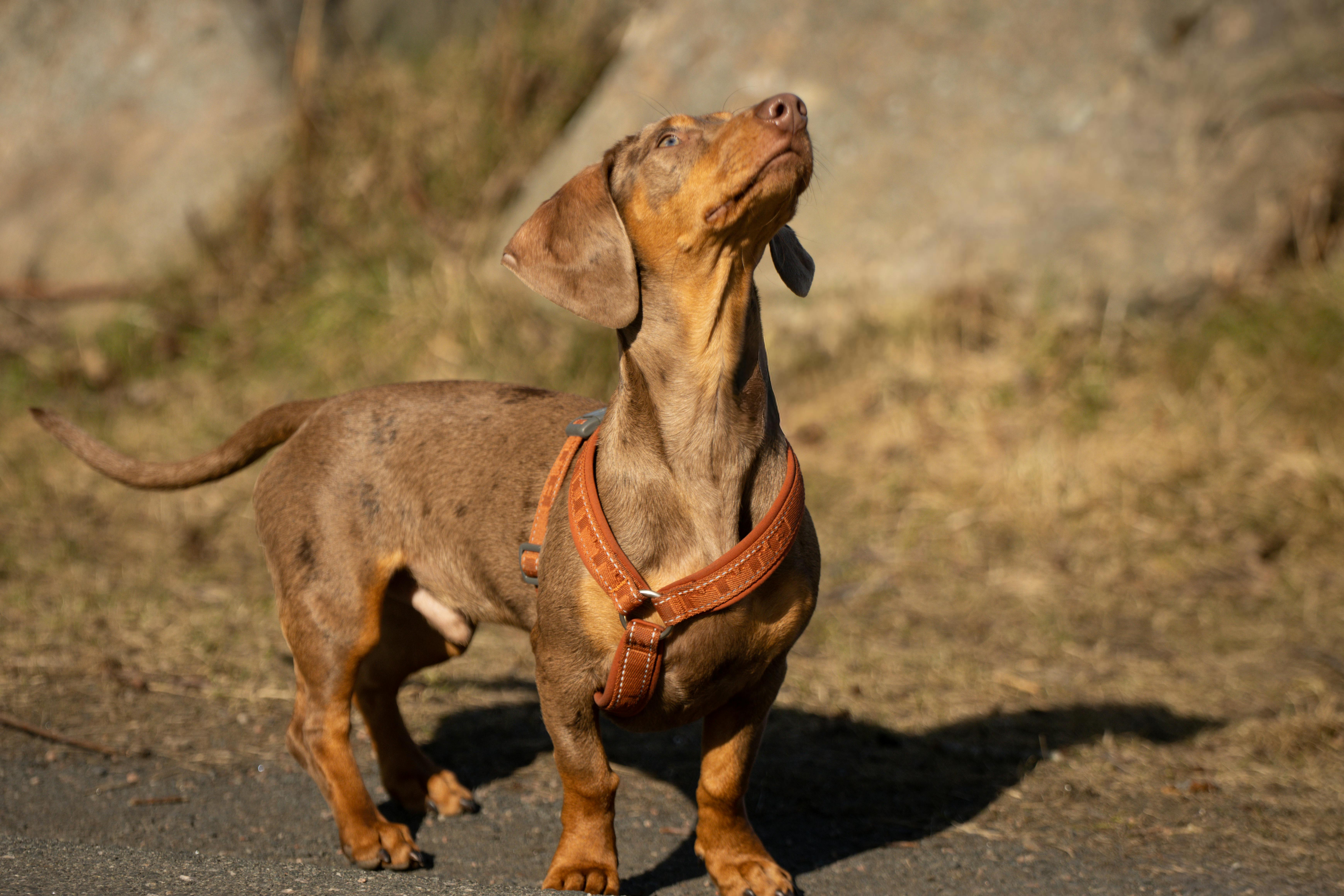 Brown dachshund in a leather harness enjoying a sunny day outdoors.