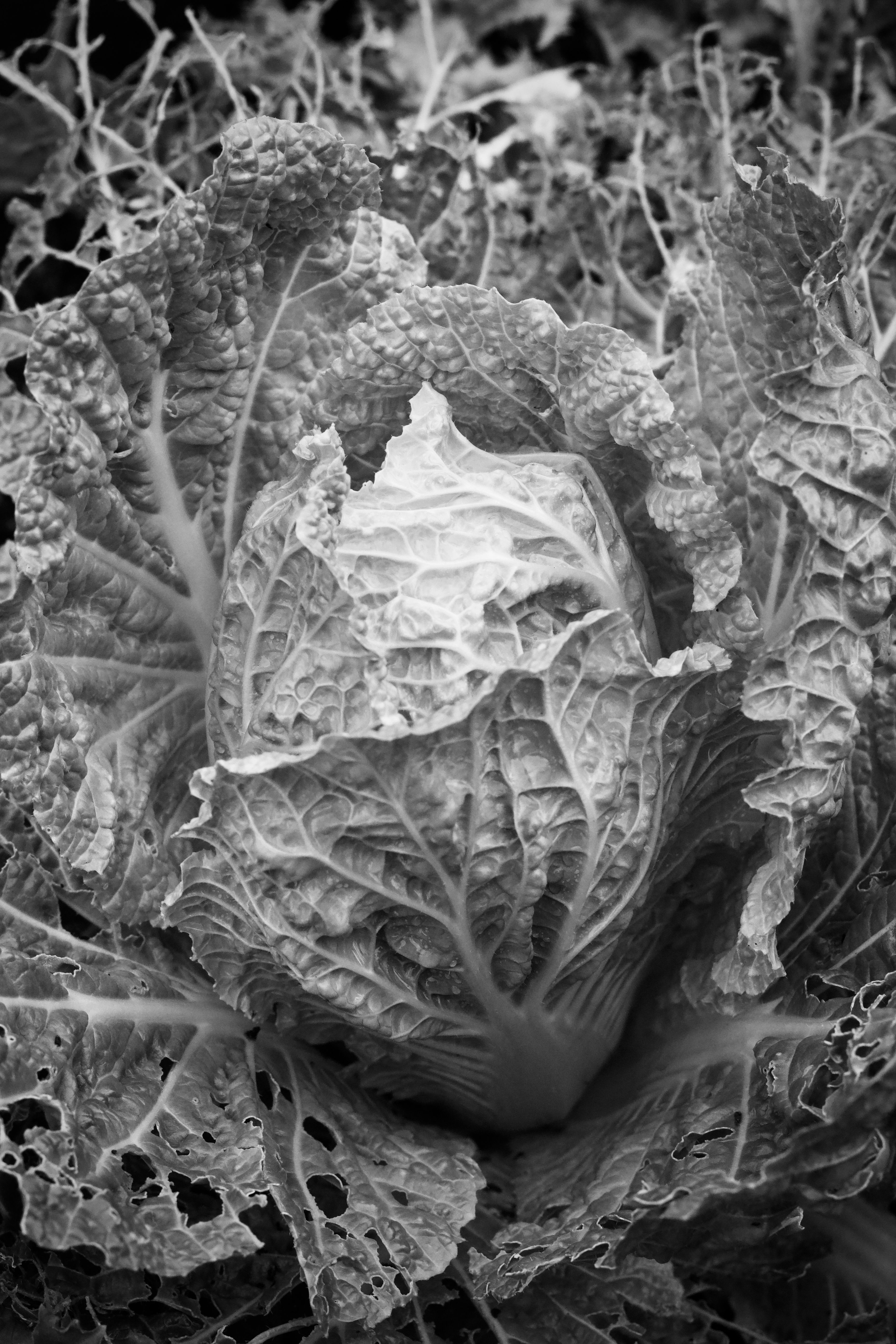 Monochrome Close-Up of Savoy Cabbage · Free Stock Photo