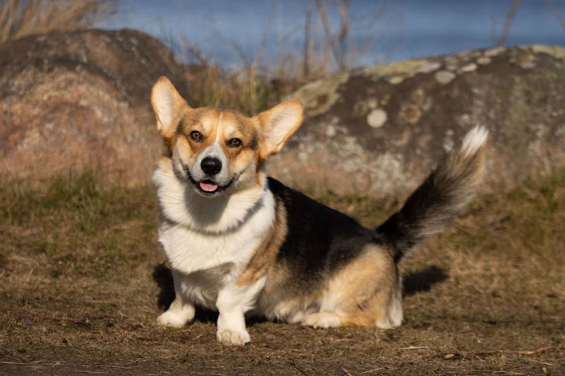 Güneşli dış ortamda oturan Welsh Corgi