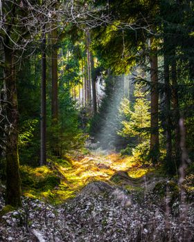A serene forest scene in Mühldorfer Hart, Bavaria with sunlight streaming through the trees.