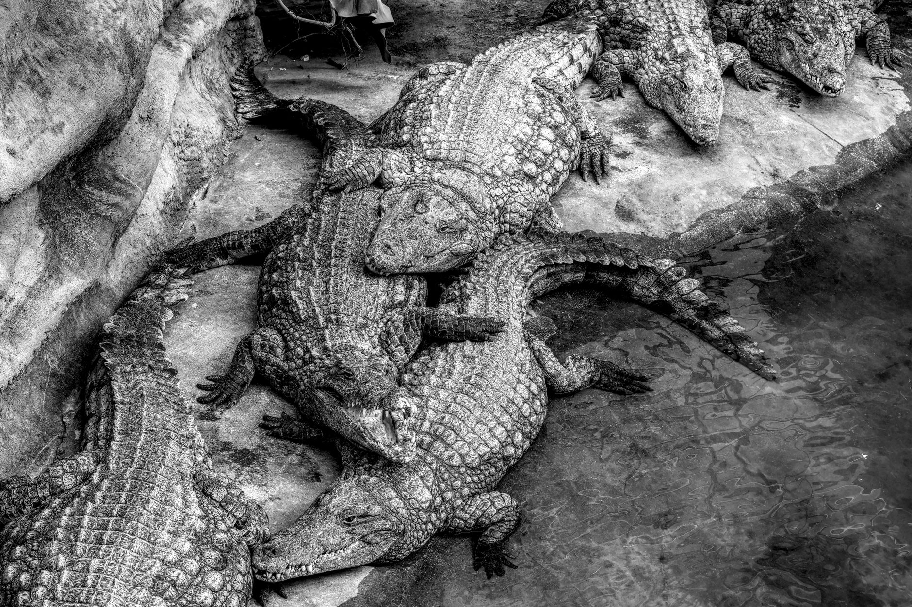 A group of Nile crocodiles resting together in a black and white photograph, showcasing texture and detail.