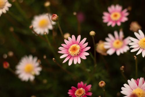 Free Close-up of blooming pink and white daisies, highlighting natural beauty and vibrant colors. Stock Photo
