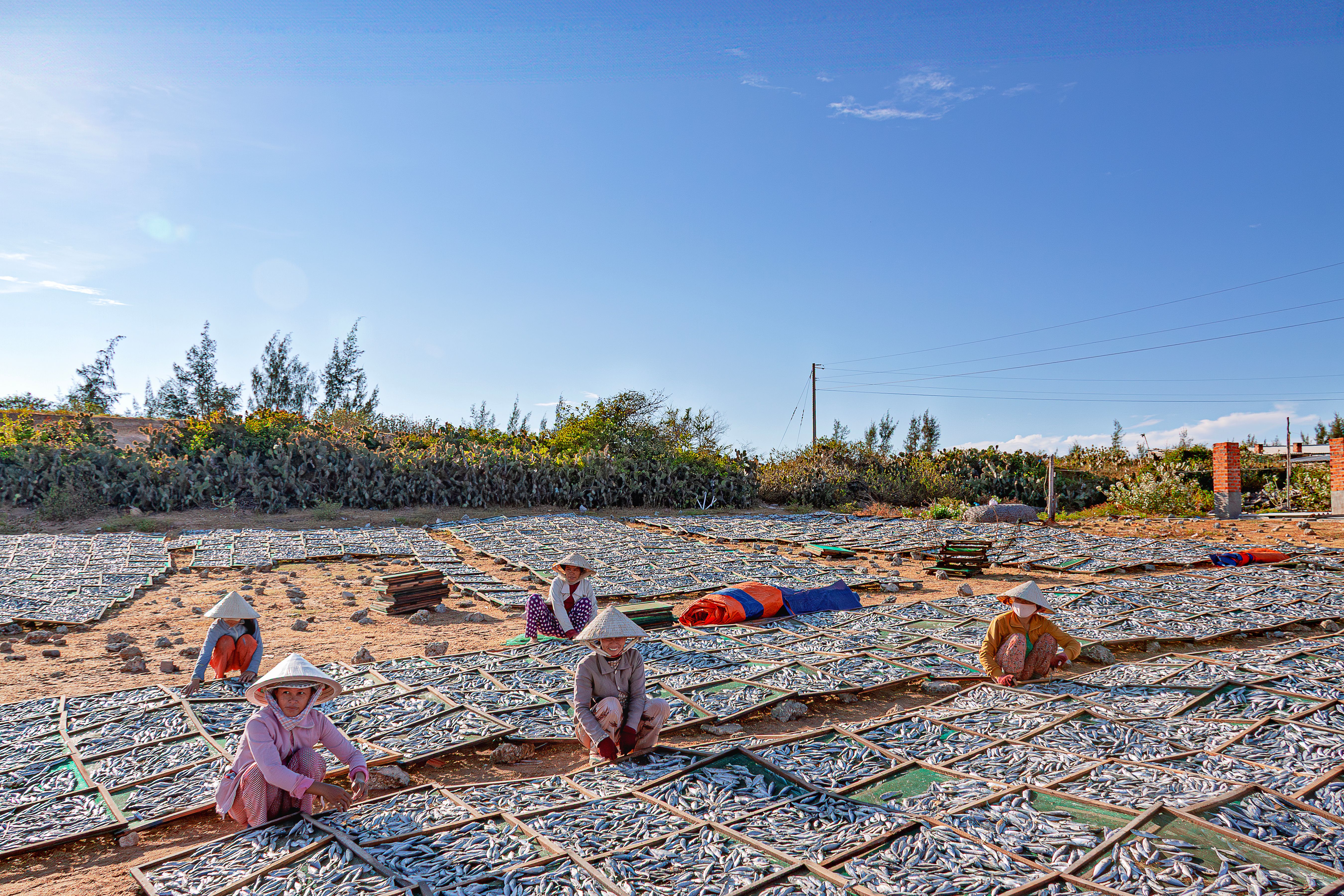 A sunny day in Vietnam with workers arranging fish for drying. Traditional fish processing in rural areas.
