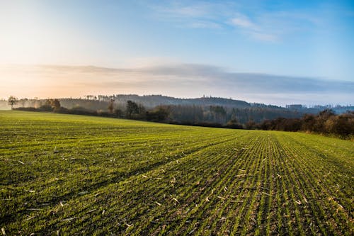 бесплатная Поле зеленой травы под голубым небом Стоковое фото