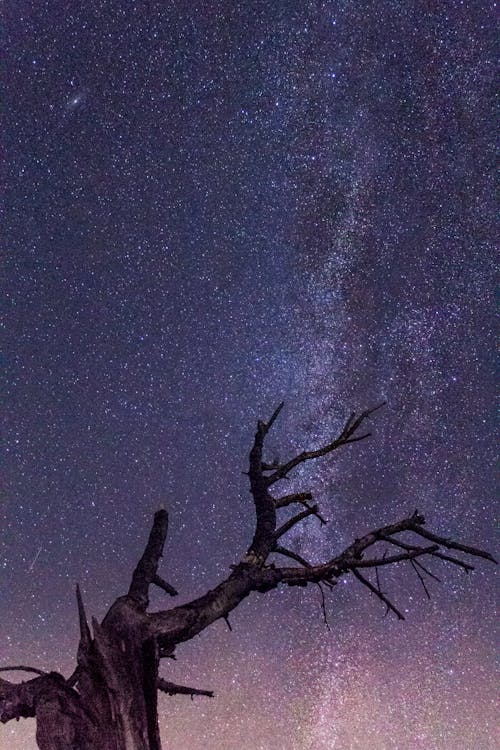 무료 별이 빛나는 밤 아래 벌거 벗은 나무 스톡 사진