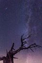 星空景色令人惊叹，银河与树的剪影点缀其中