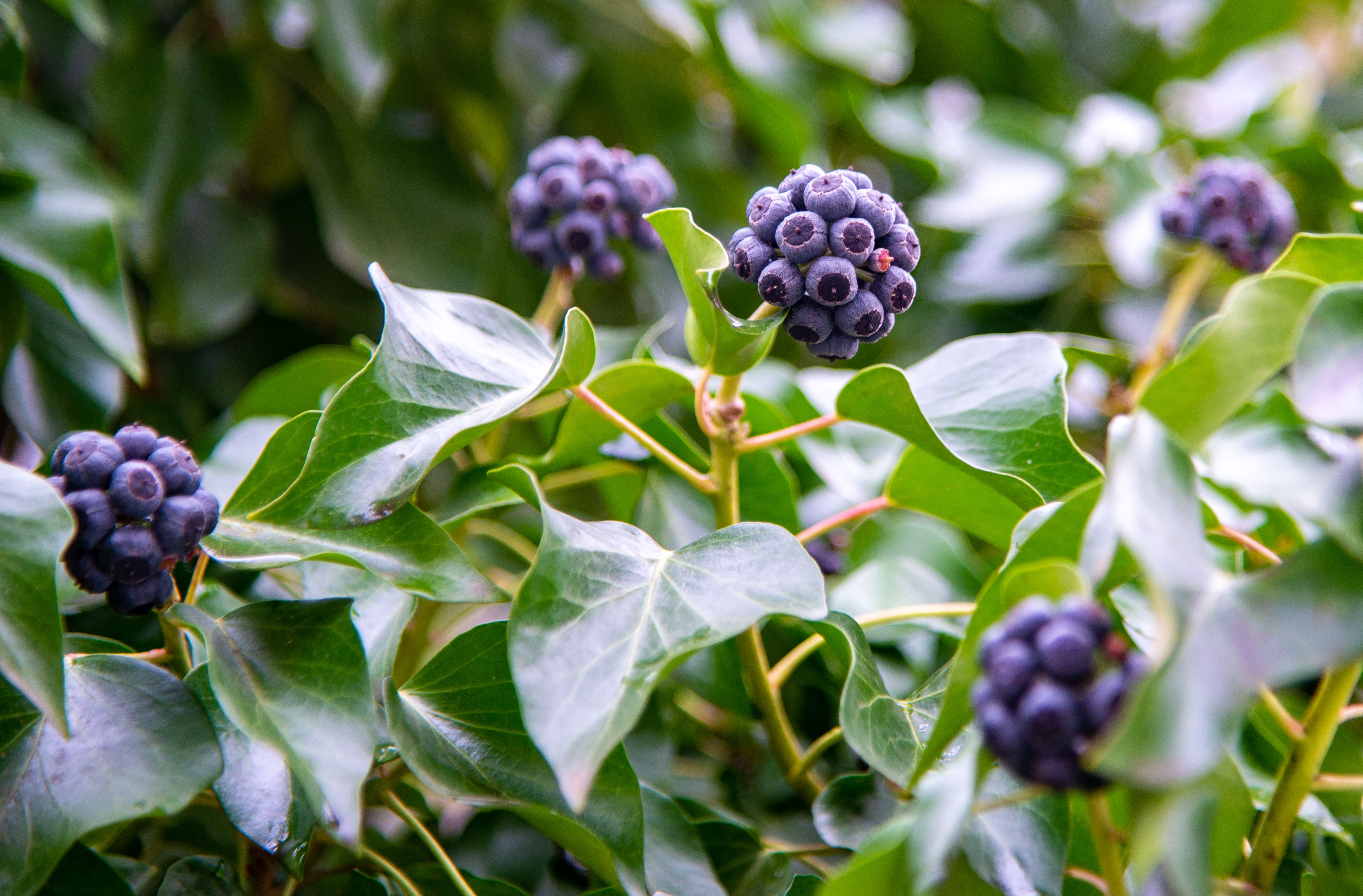 close-up-of-ivy-berries-on-lush-green-foliage-free-stock-photo