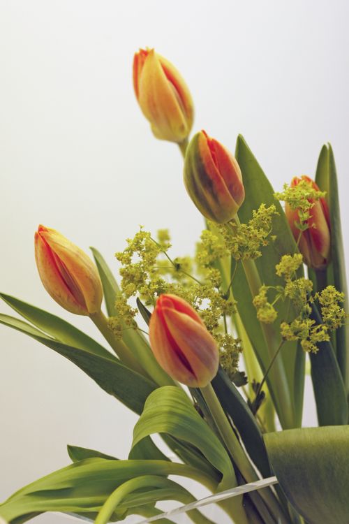 Free Bright bouquet of orange tulips with green leaves, perfect for spring decor or floral themes. Stock Photo