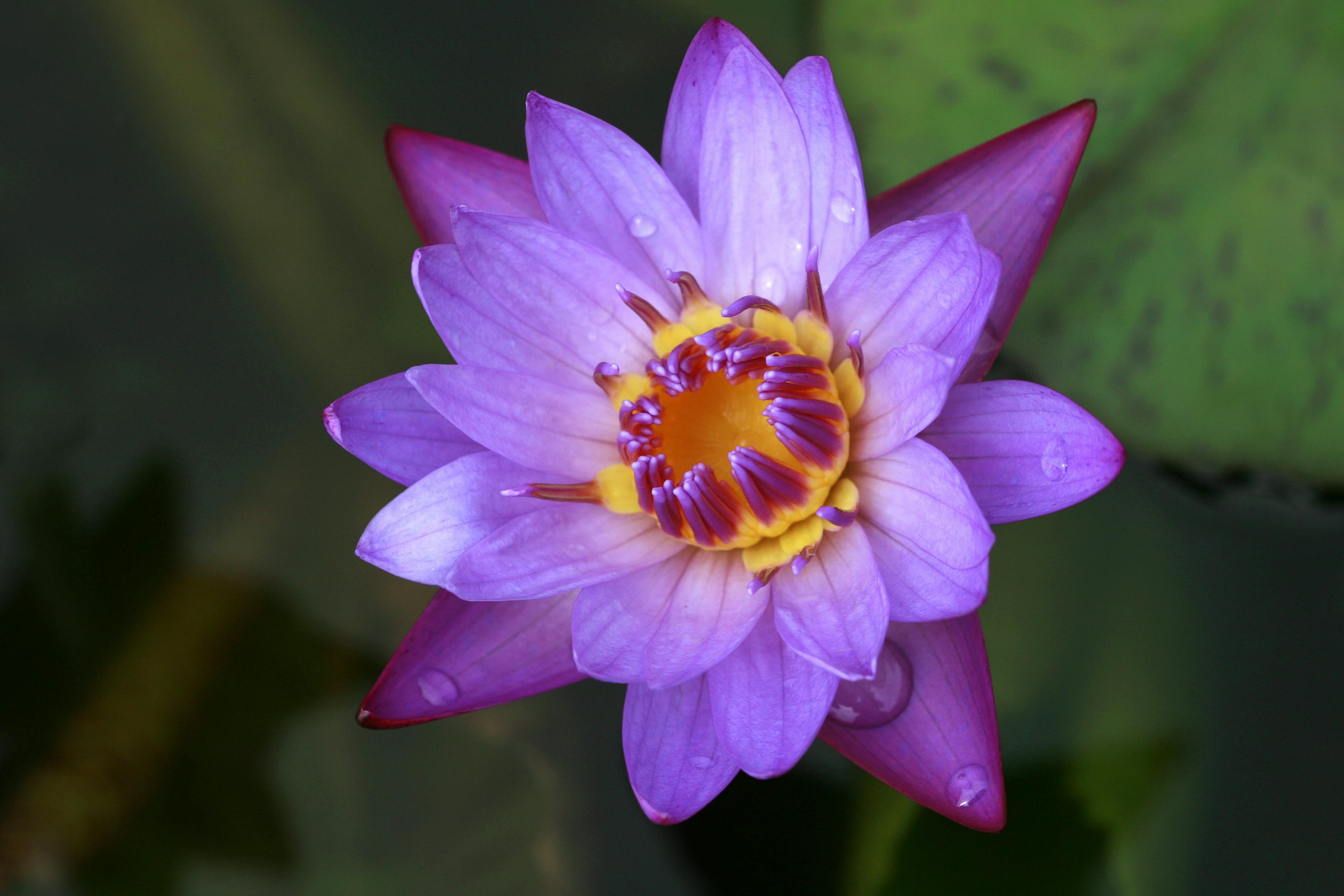 Безкоштовне Крупний план фіолетової водяної лілії з краплями роси, що демонструє яскраві кольори та складні деталі. стокове фото