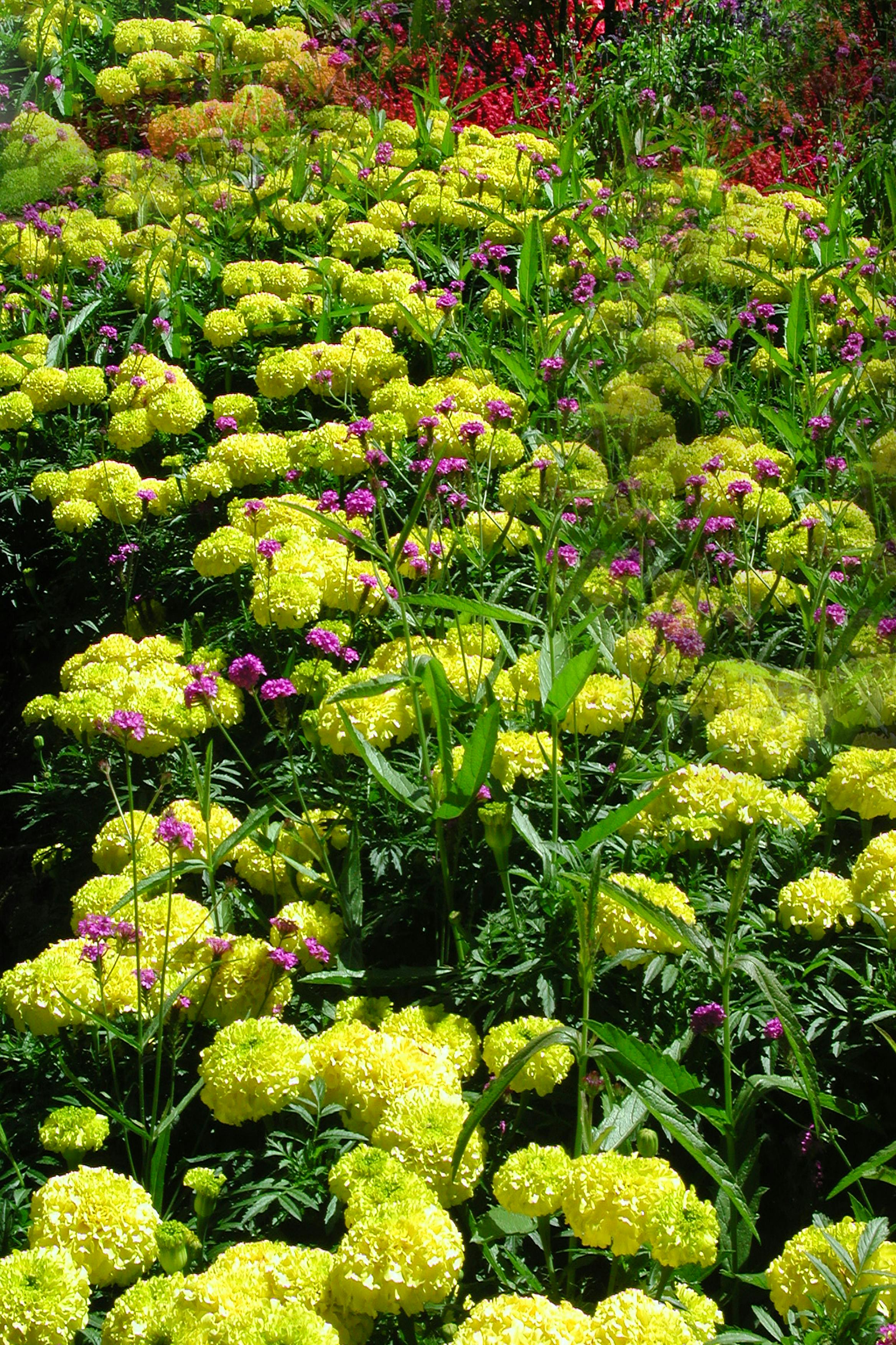 Безкоштовне Барвистий сад, наповнений квітучими жовтими чорнобривцями та рожевими квітами, візуальна насолода для любителів природи. стокове фото