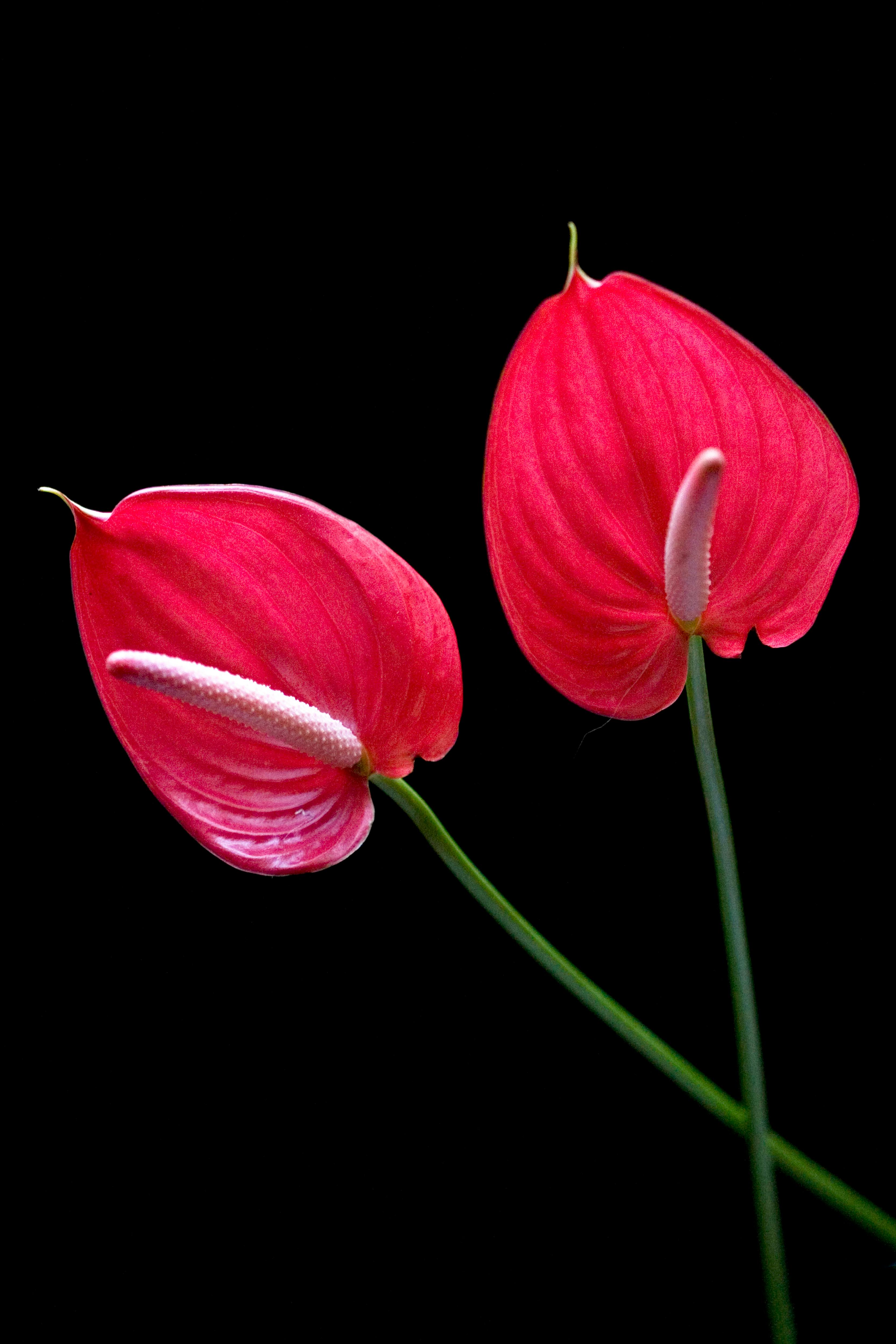 Безкоштовне Крупний план двох яскраво-червоних квіток антуріума на чорному тлі, що демонструють їхню красу. стокове фото