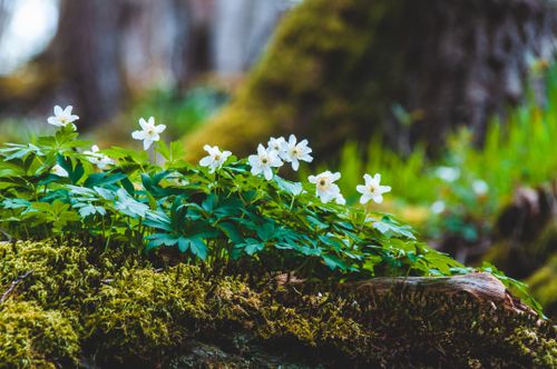 Free Close-up of vibrant white anemone flowers blooming in a moss-covered forest setting, captured during spring. Stock Photo