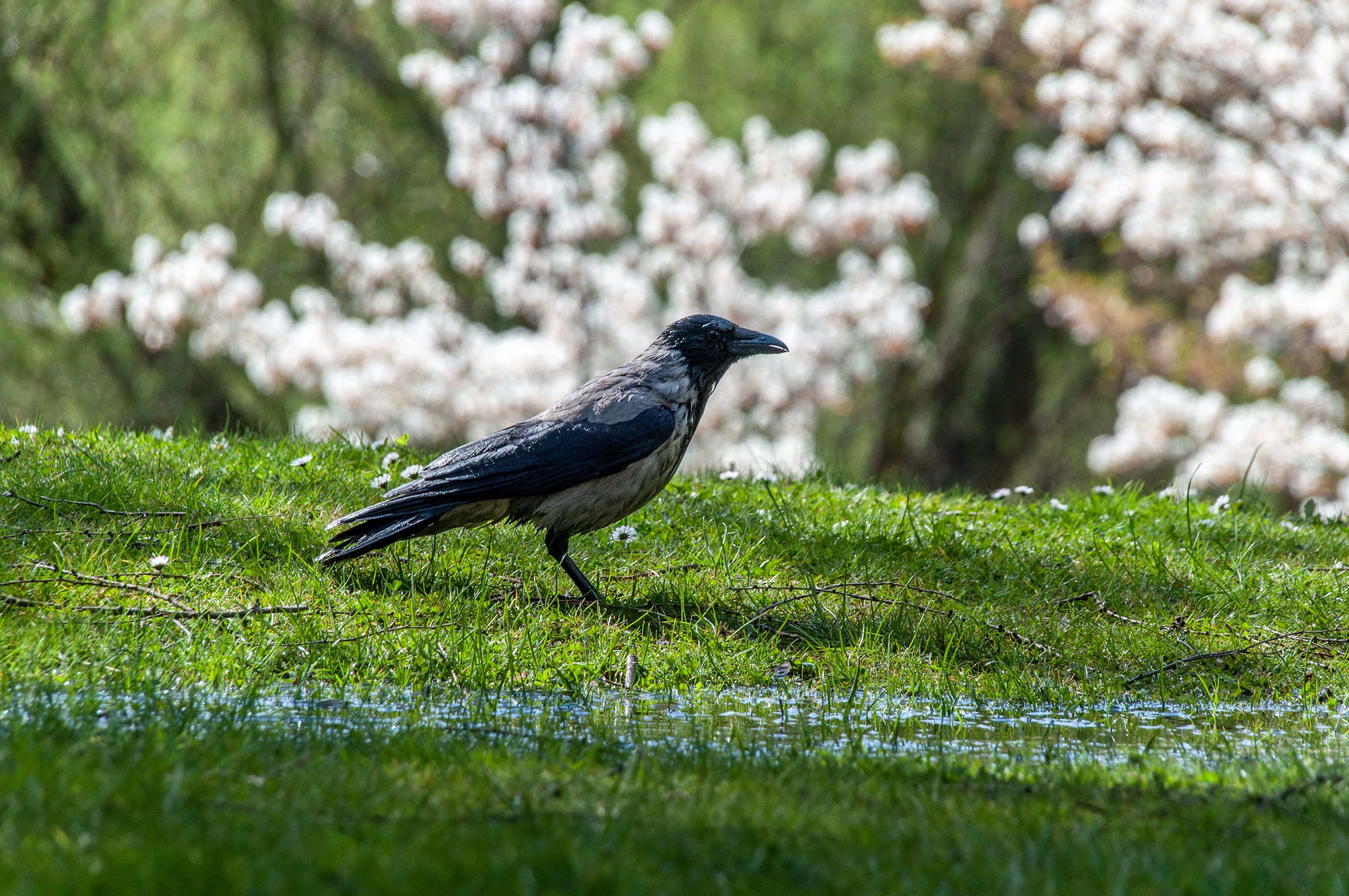 Raven Spring Photos, Download The BEST Free Raven Spring Stock Photos ...