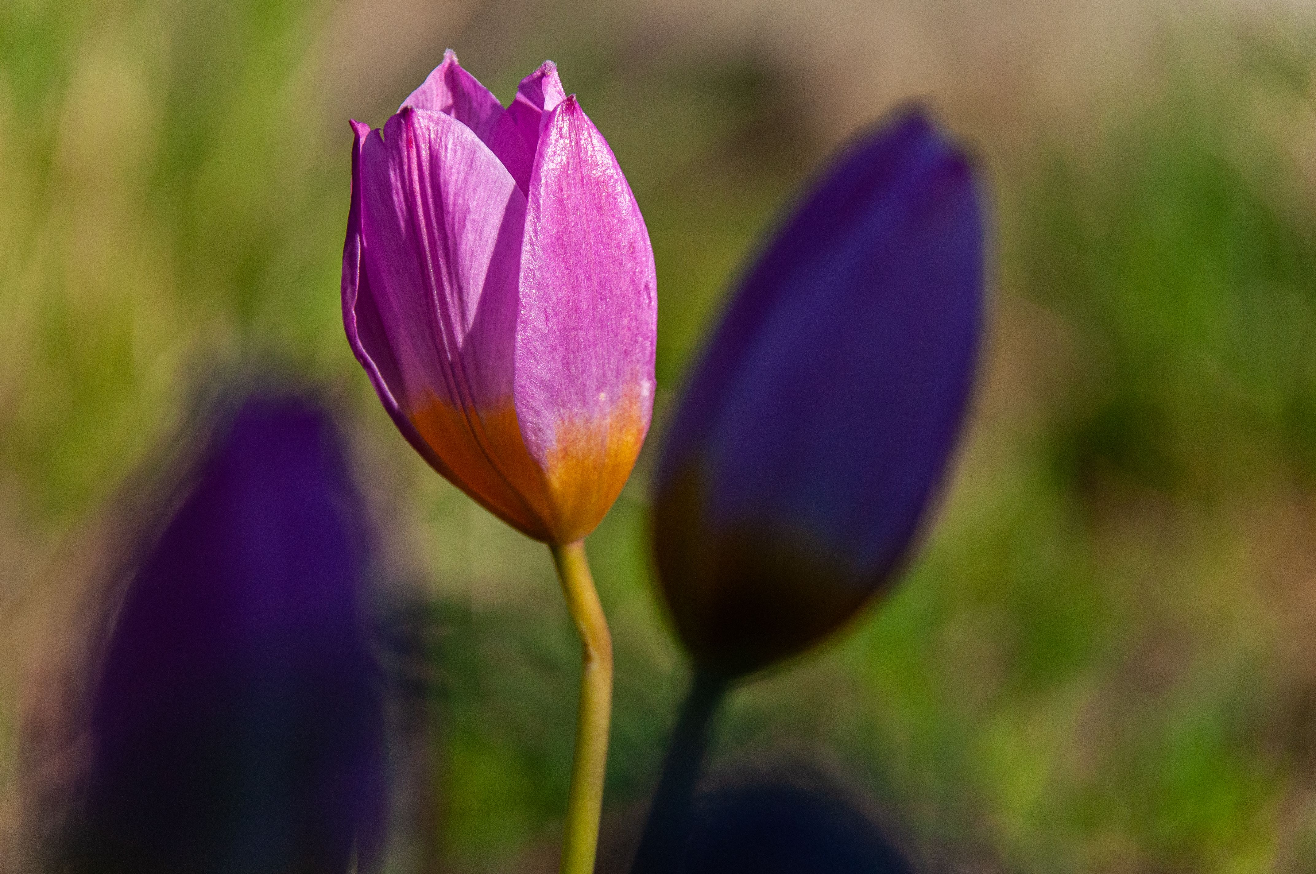 Close-Up of Vibrant Purple Tulip in Bloom · Free Stock Photo
