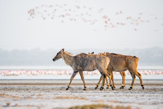 A group of Nilgai antelopes walking near a lake with flamingos in the background. Calm scene.