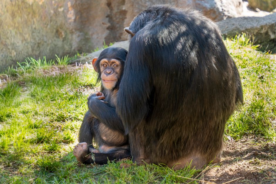 Wild Chimpanzees Actively Teach Tool-Use Skills to Their Offspring