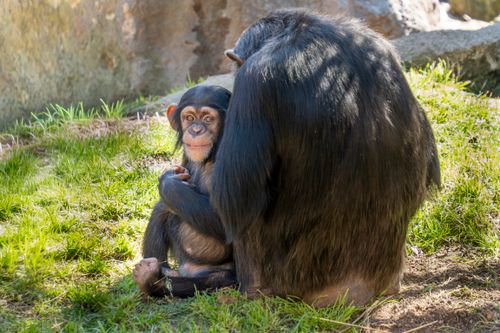 Free Young chimpanzee interacting playfully with an adult in a sunny outdoor setting in Valencia, Spain. Stock Photo