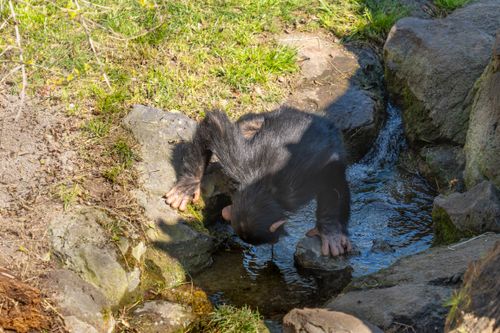 Free A young chimpanzee bends over to drink water from a rocky stream in a natural setting. Stock Photo