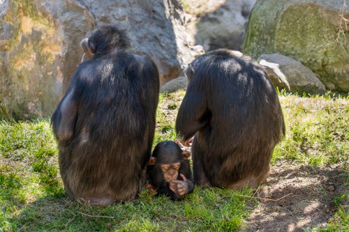 Free A chimpanzee family sitting outdoors, showcasing strong familial bonds and nurturing in Valencia, Spain. Stock Photo