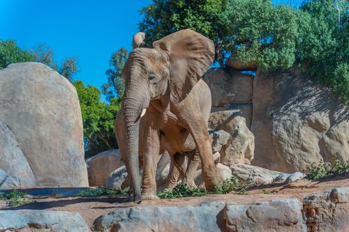 Free Majestic African elephant standing by rocks under clear blue sky in Valencia. Stock Photo