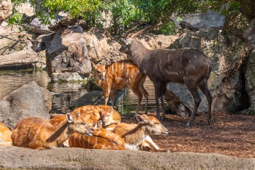 Free Sitatunga and other deer resting by a water body in a rocky environment, bathed in sunlight. Stock Photo