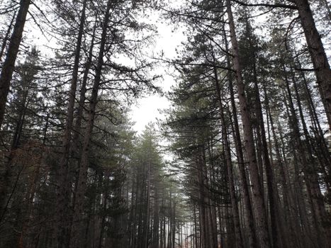 A tranquil winter forest path with towering pine trees in Trebevic, Bosnia and Herzegovina.