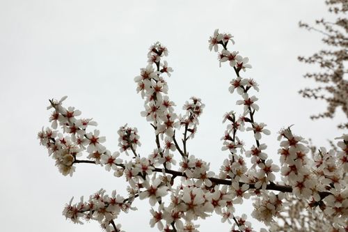 Free White almond blossoms in full bloom on branches fill the frame, set against a cloudy sky in Ankara, Türkiye. Stock Photo