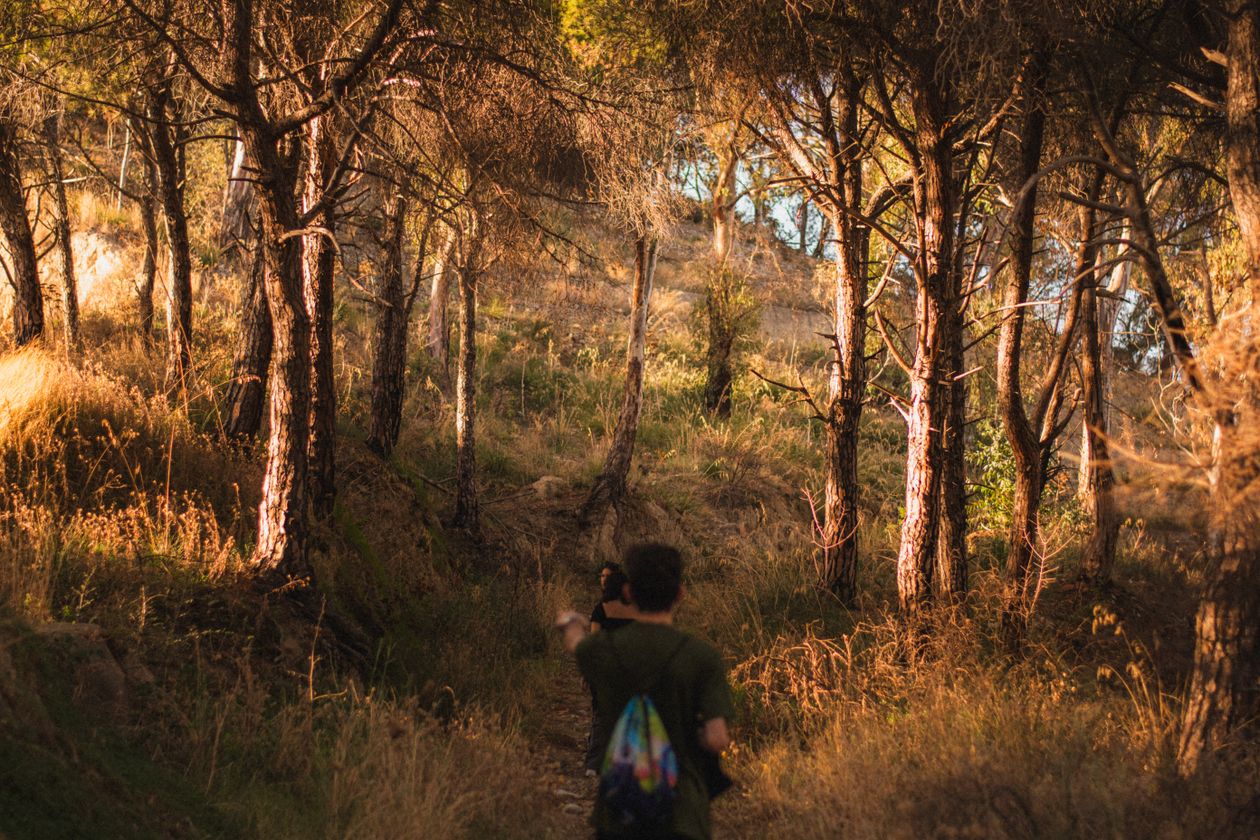 A person walking along a forest path in soft evening light