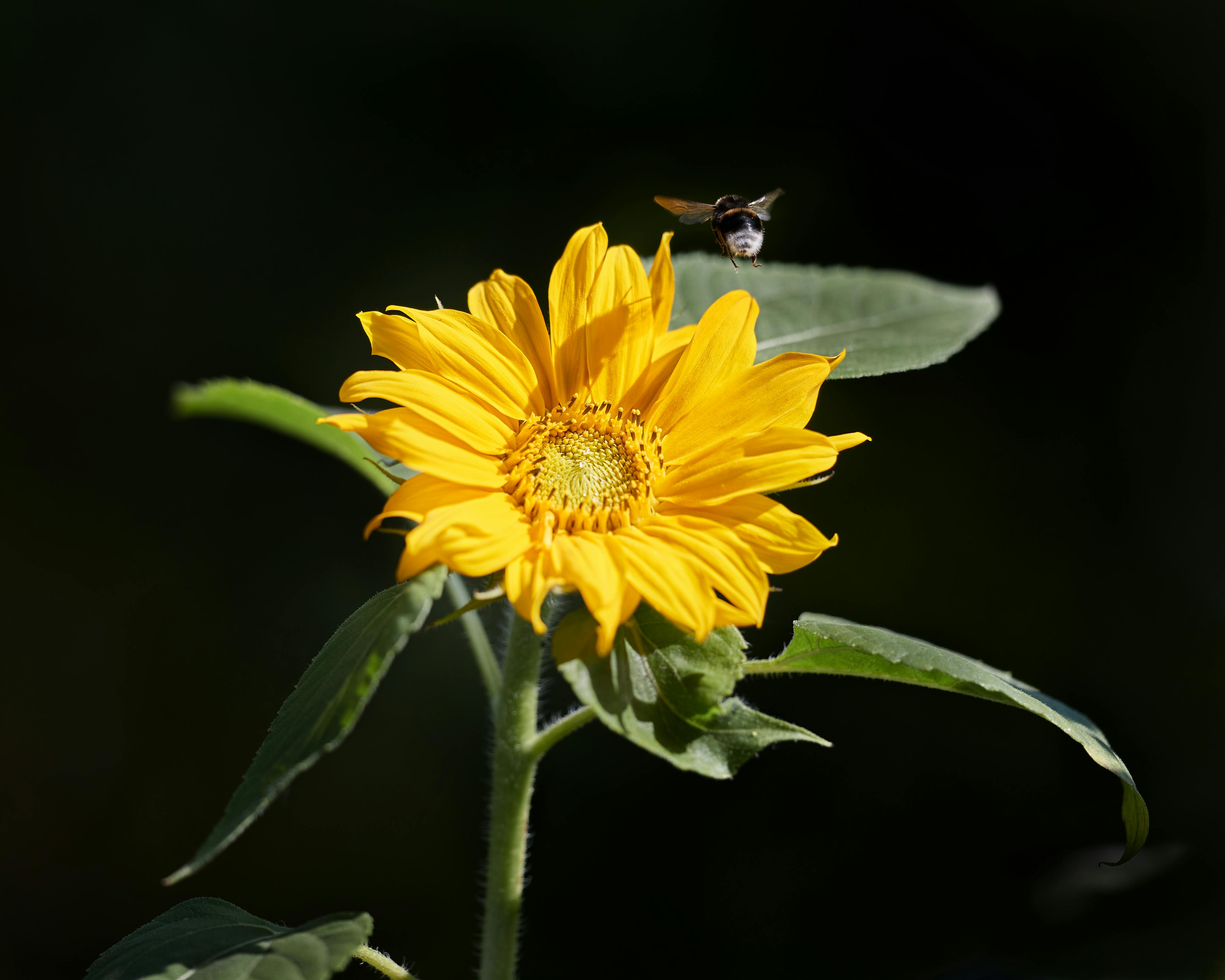 Ark Valley Civics Bee Competition to Send Three Local Students to State — Photo by Erwin Bosman on Pexels